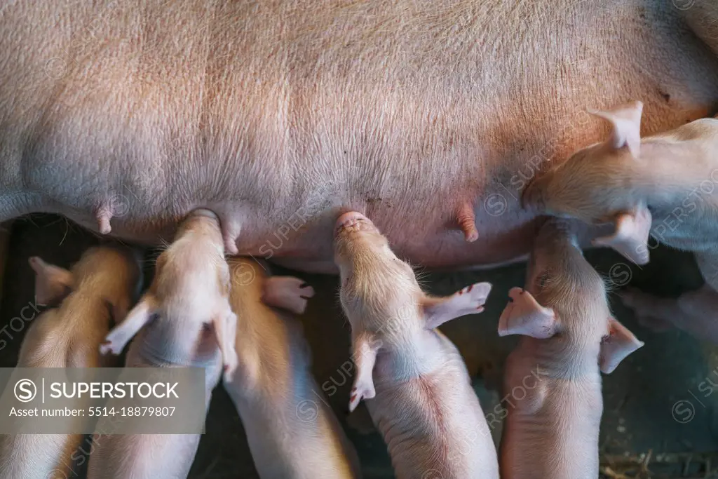 Aerial view of a group of piglets suckling a sow on a farm