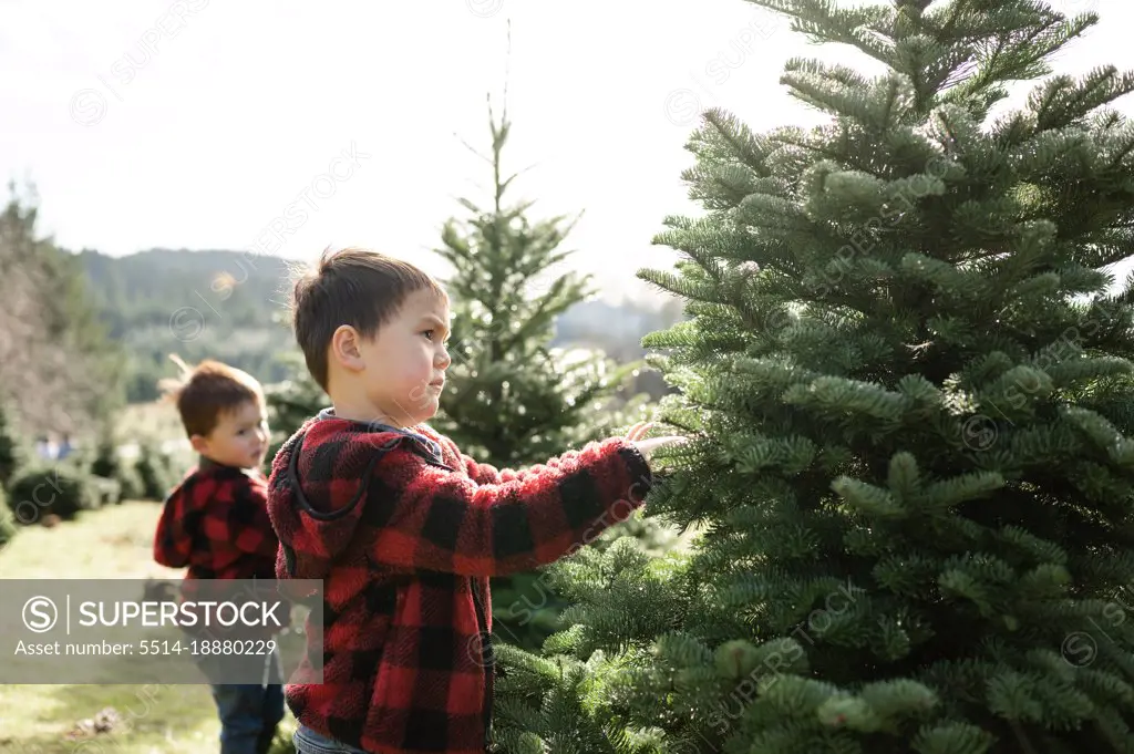 Young boys picking out Christmas Tree at Christmas Tree Farm