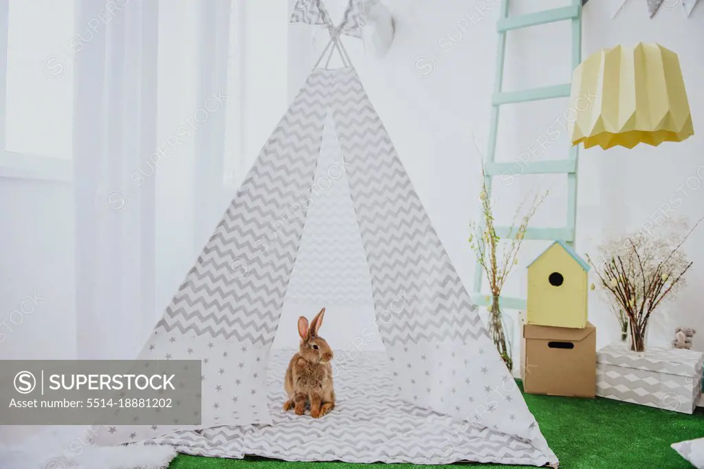 Easter bunny, hare in easter interior