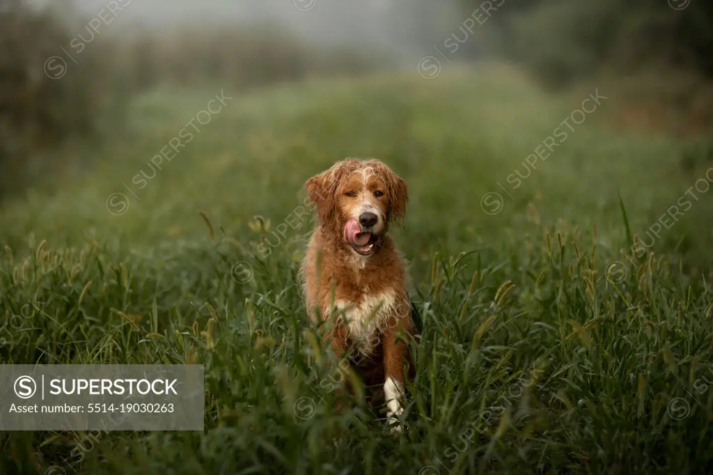 a dog licking his face after running a trail with wet grass