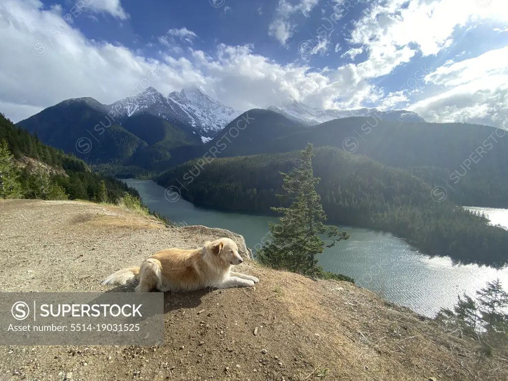 Male dog laying down above Diablo Lake in The North Cascade Mountains