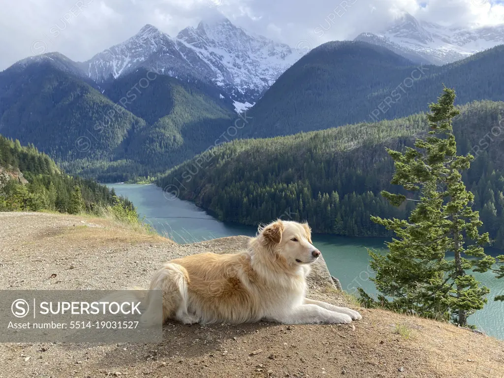Dog laying down above Diable Lake in The North Cascade Mountains