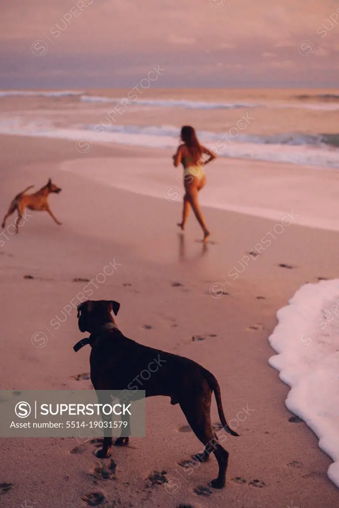 dogs running on the beach with their owner