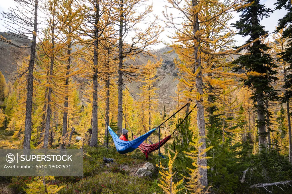 Female hanging in a hammock in a forest of larches during the fall