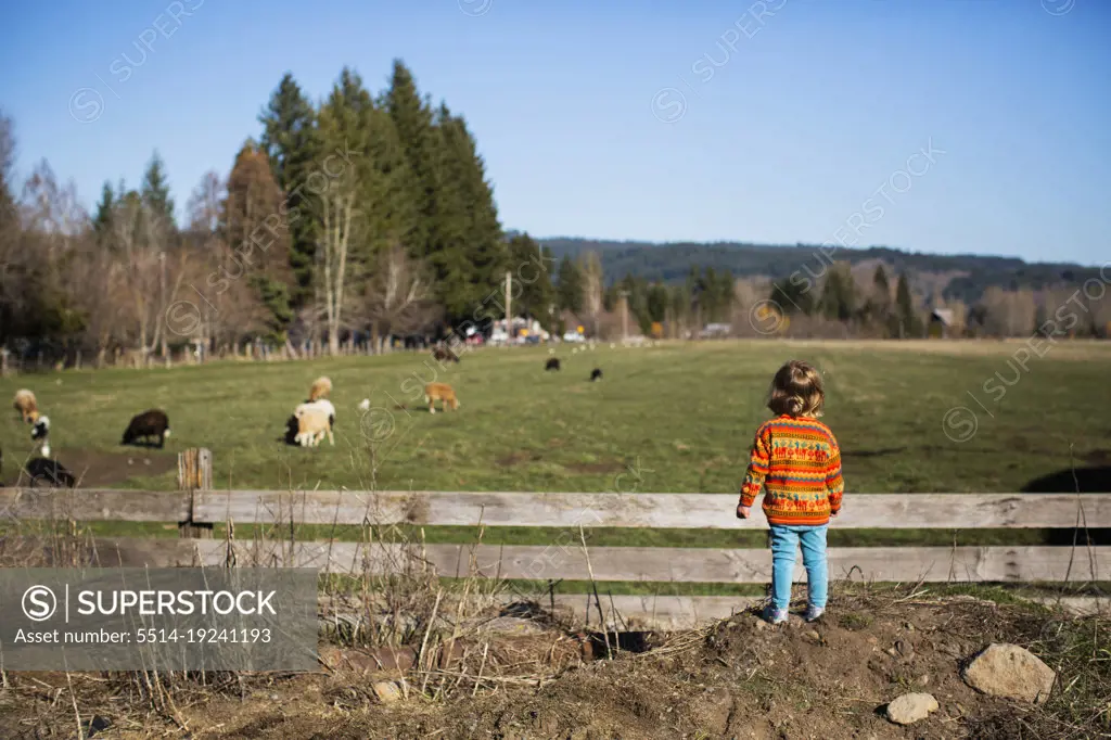A young girl looks across pasture of sheep