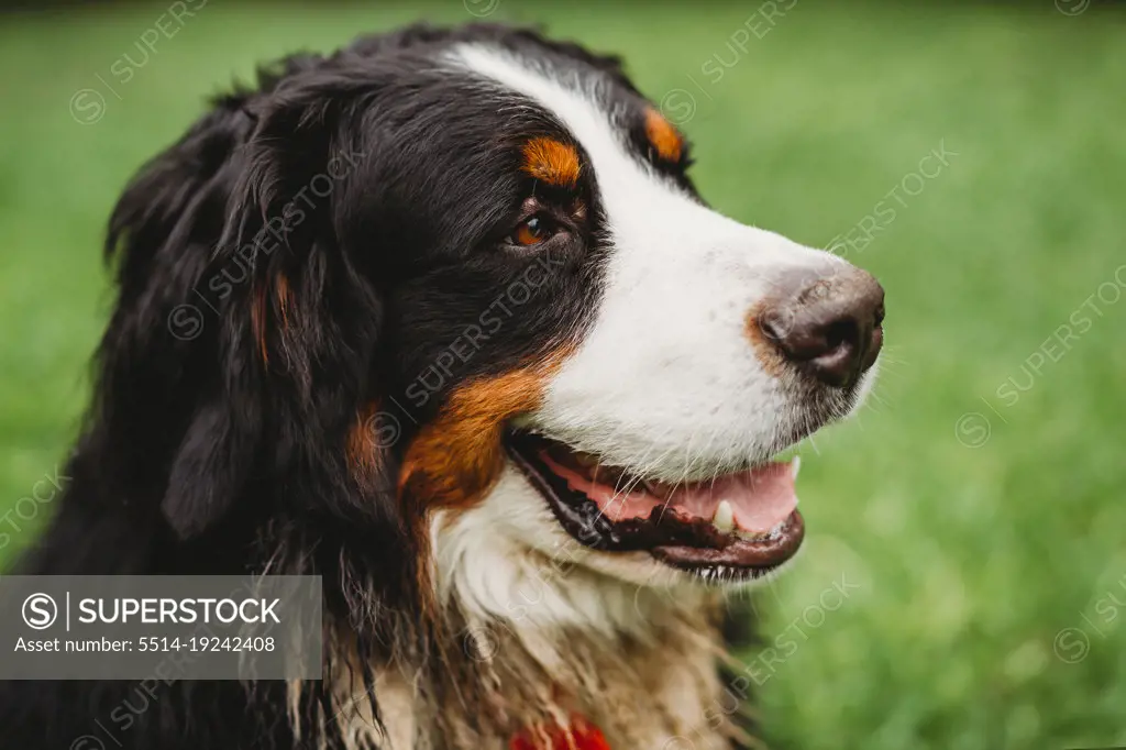 Close up Bernese Mountain Dog outside in the garden on a summer day