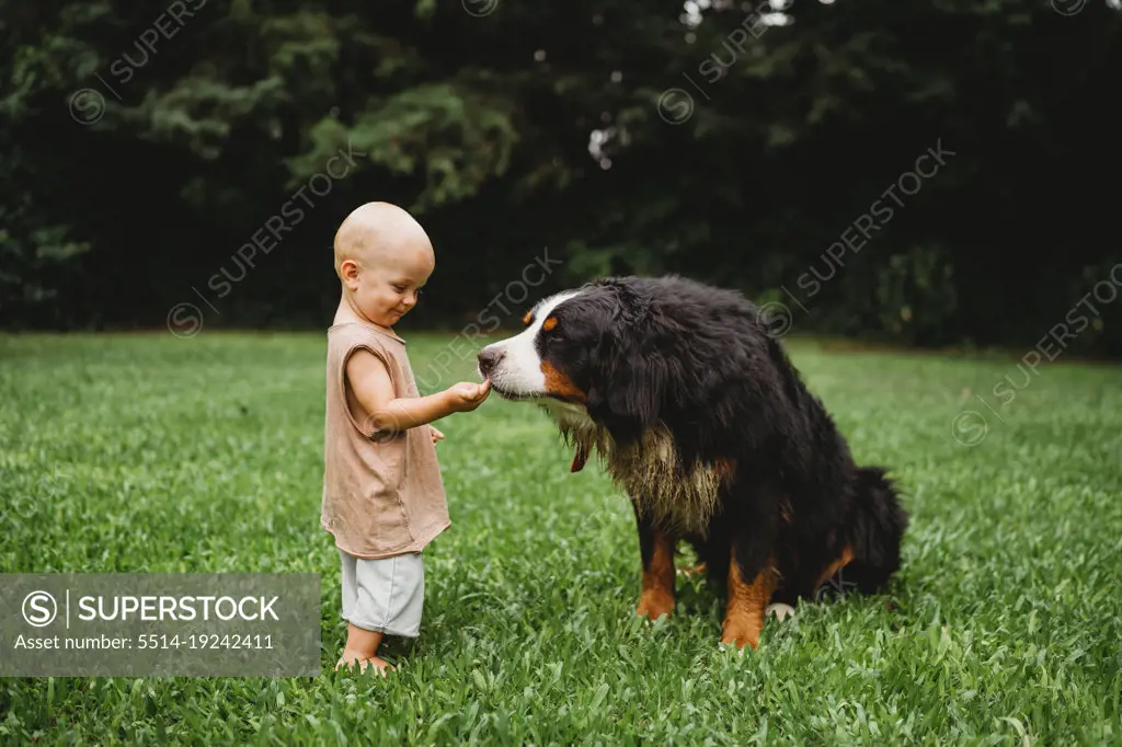 Happy baby boy feeding his pet Bernese Mountain Dog outside