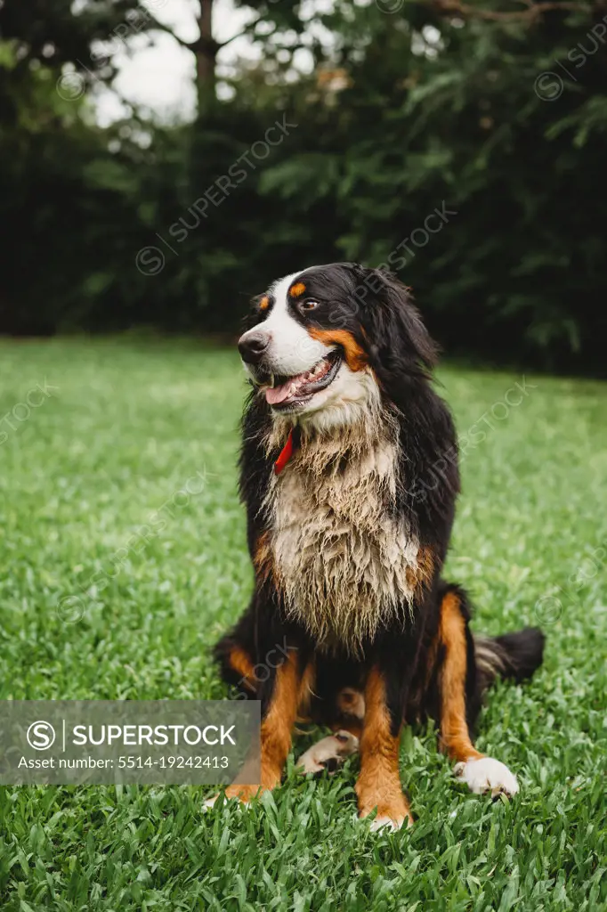 Bernese Mountain Dog outside in the garden on a summer day