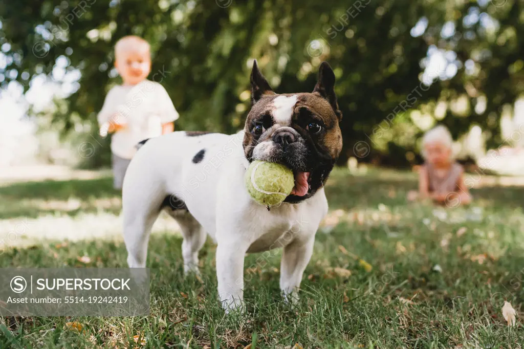 French bulldog playing outside with kids with ball in mouth