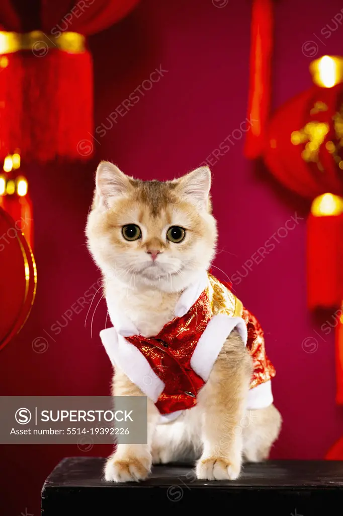 a British shorthair cat posing in front of Chinese themed background