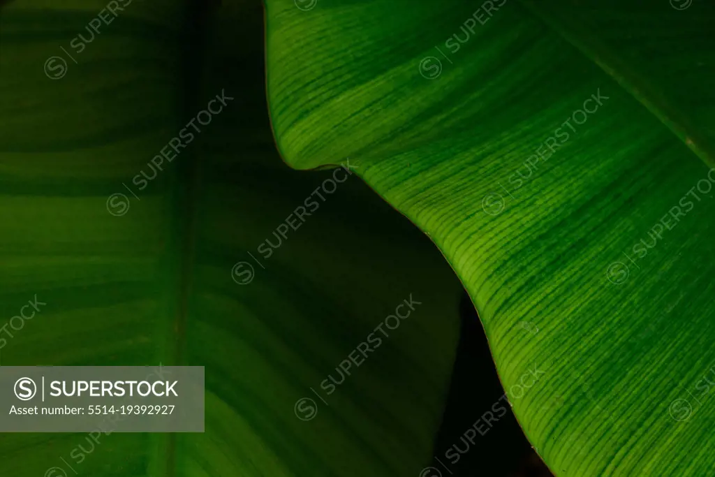 Close up macro shot of the banana leaf