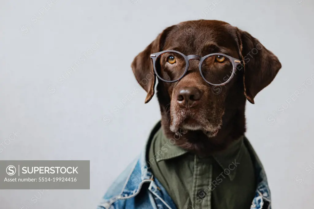 Portrait  retriever in a shirt and denim jacket with glasses.