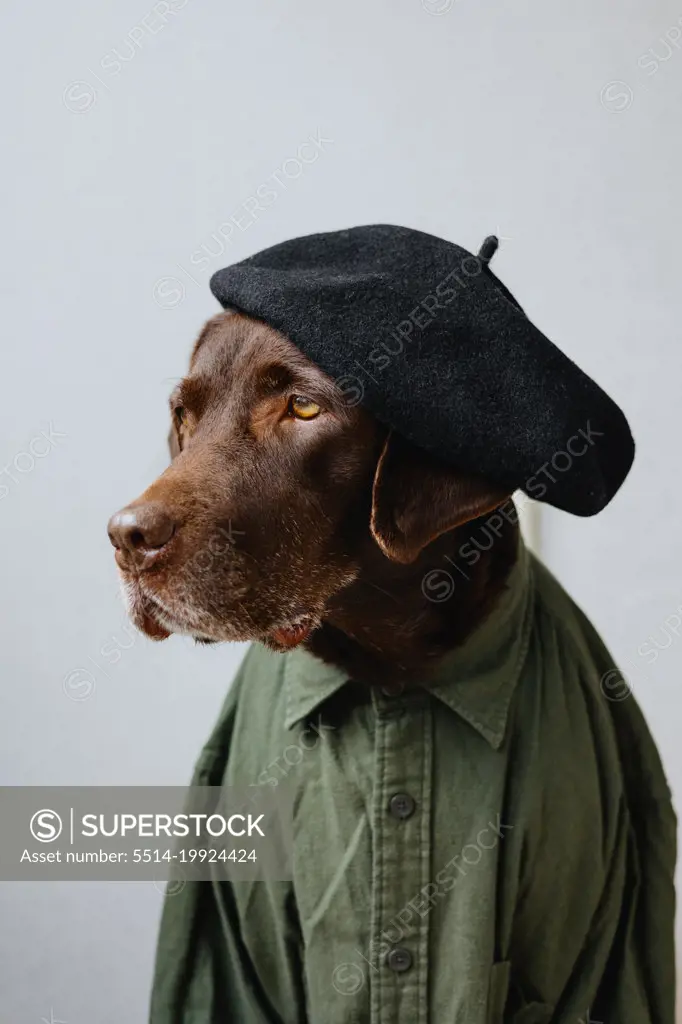 Portrait of a dog dressed as a human.