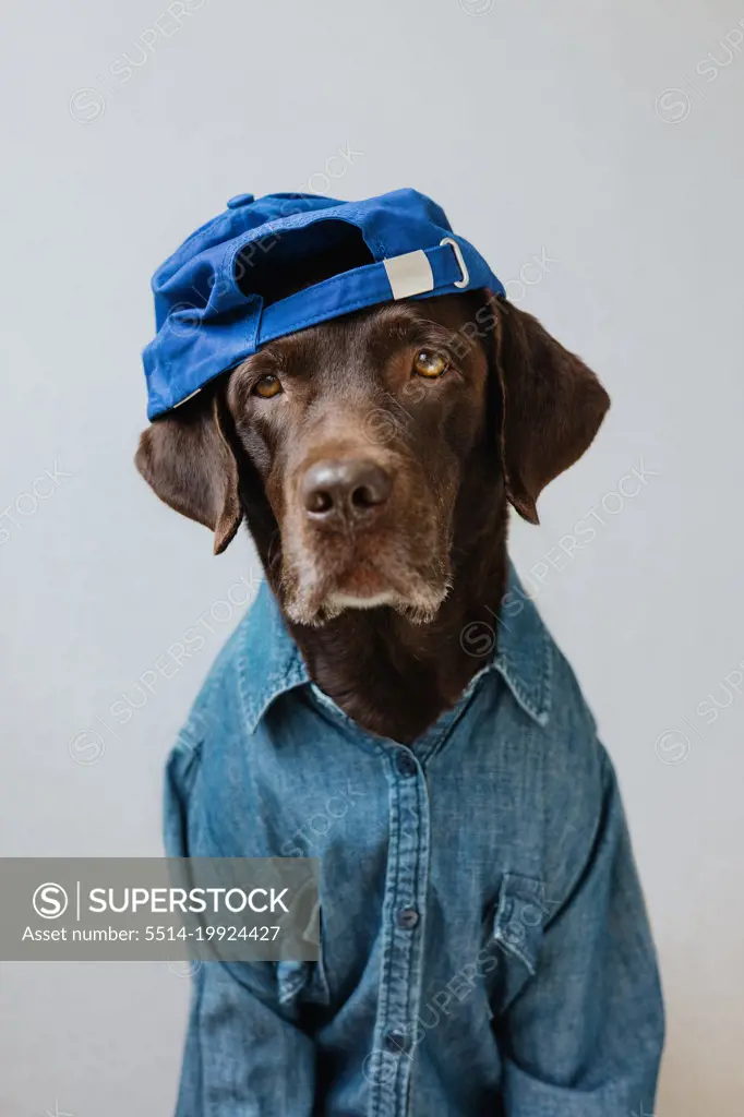 Hipster Labrador in a cap and shirt.