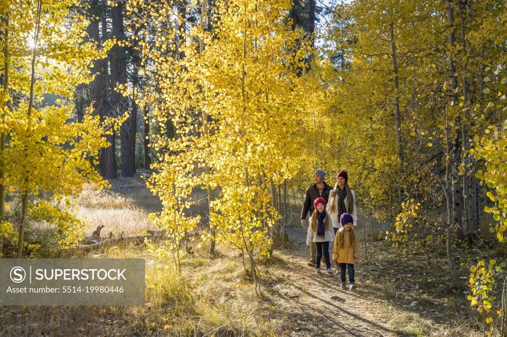 A young family hikes through a grove of Aspen trees in Autumn.