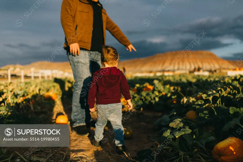 Toddler girl looking for pumpkins with her parent in the evening