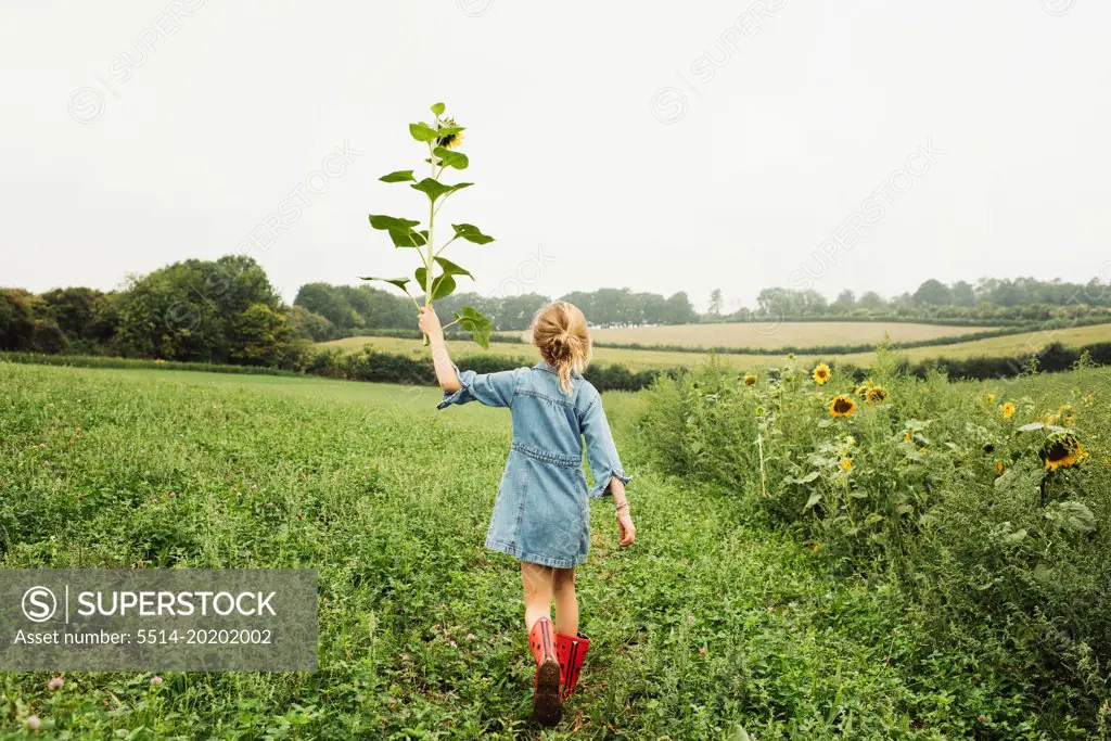 girl walking in a field holding a sunflower up high