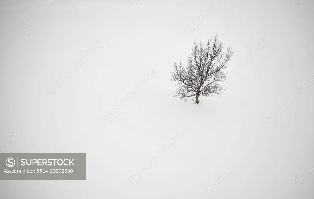 Leafless tree on white snow
