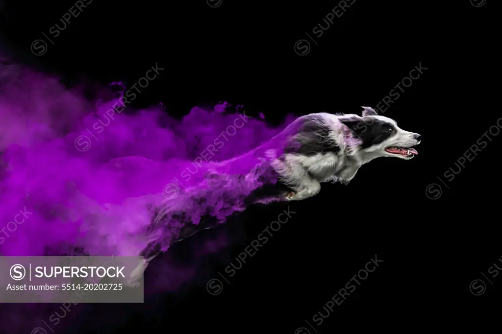Border Collie jumping with coloured powder
