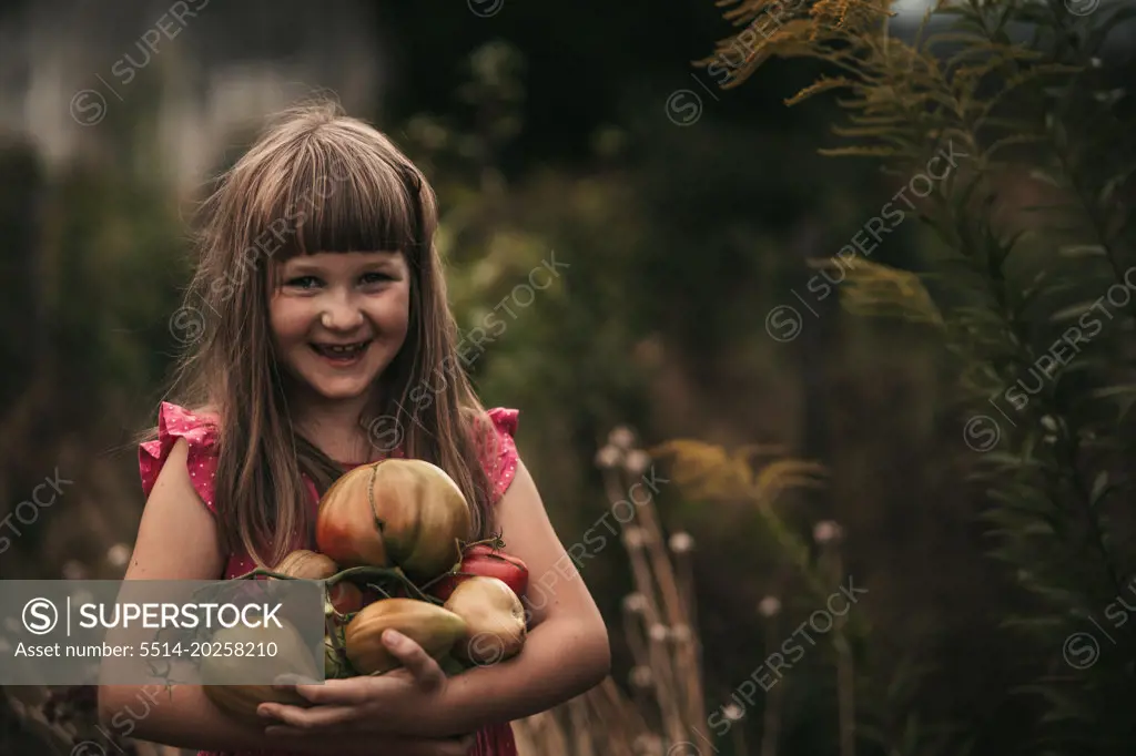 little girl harvesting tomato in the vegetable garden