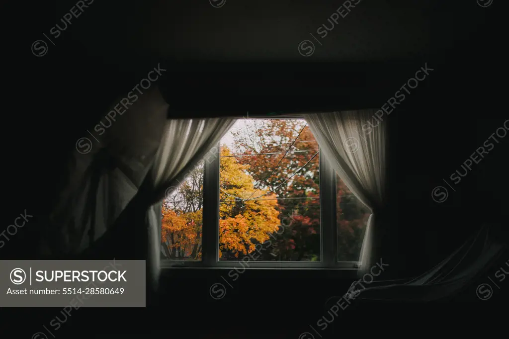 fall view from the window