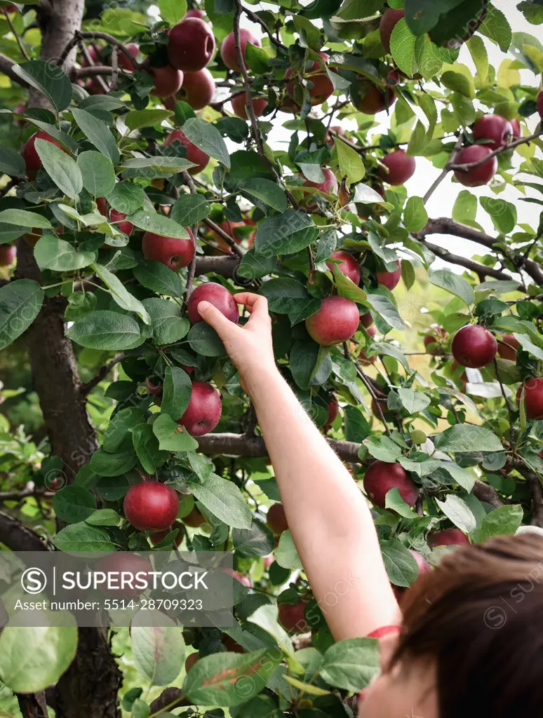Child reaching to pick an apple from a tree in an orchard.
