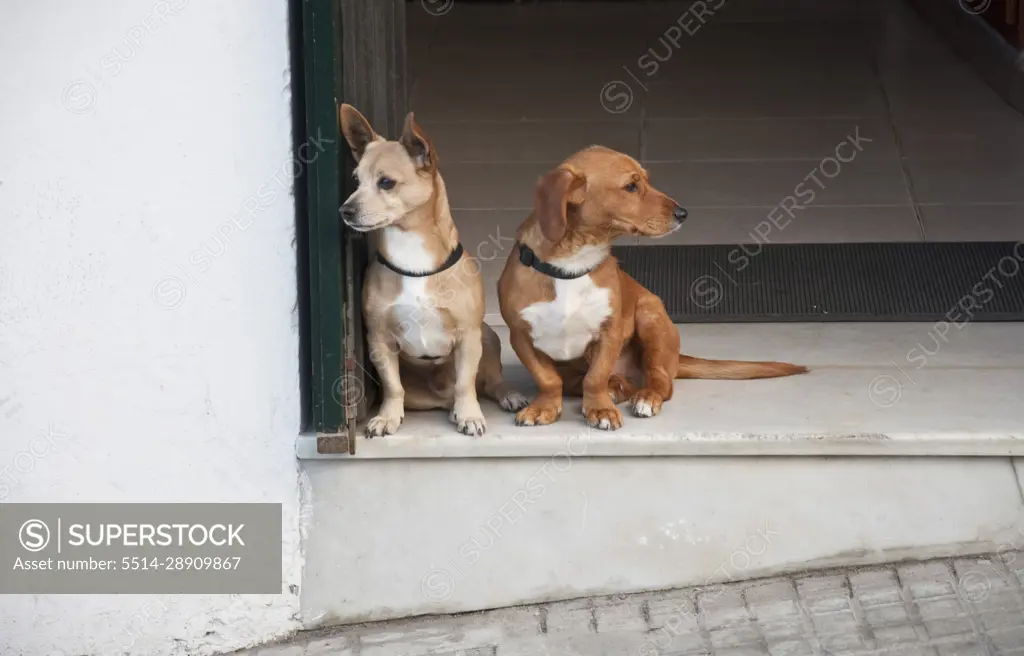 Two dogs sitting side by side at building entrance