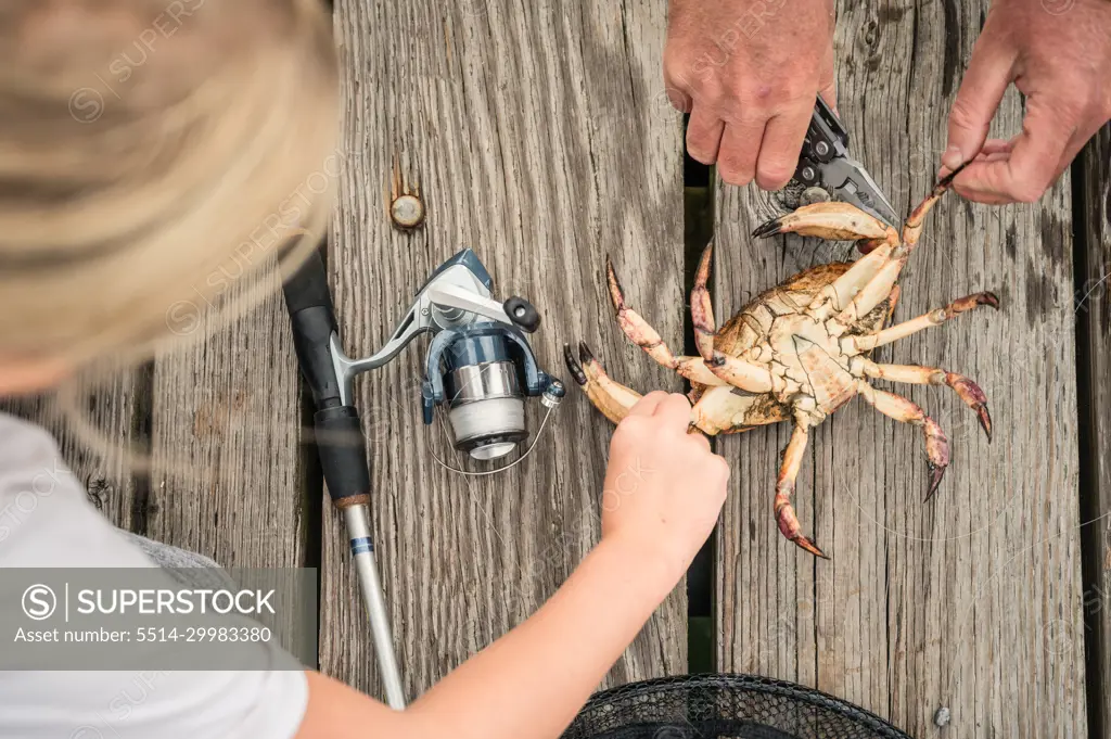 Hands freeing crab caught in fishing line on a wooden dock on Lopez Island,  WA - SuperStock