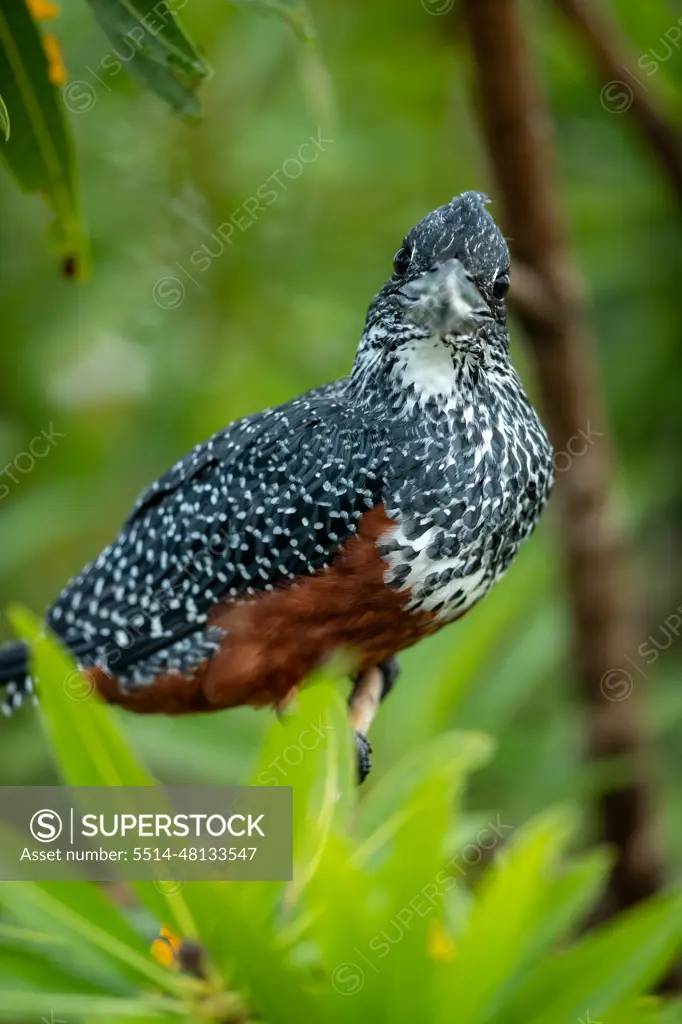 A giant kingfisher, Megaceryle maxima, perched on a branch, close up.