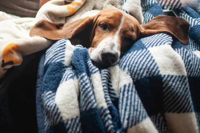 Cute basset hound dog with big ears asleep in blankets at home
