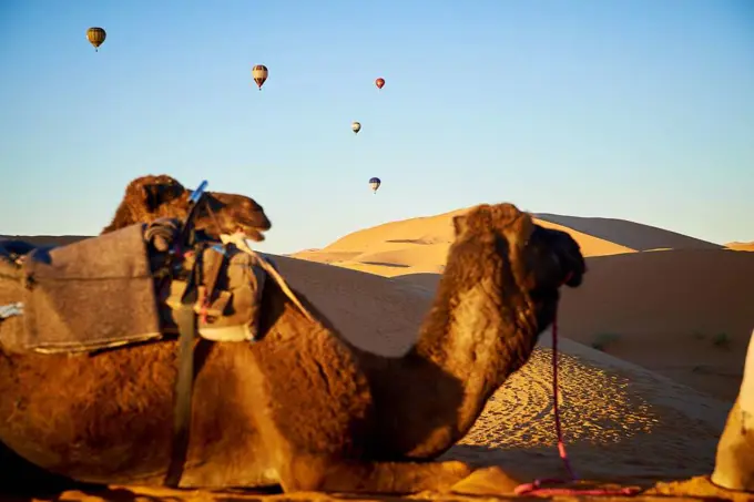 caravan of camels across the desert with hot air ballons