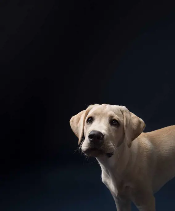 Close up of yellow lab puppy's head looking camera left and up