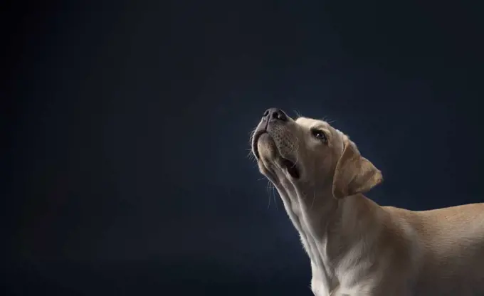 Yellow lab puppy on dark blue background looking camera left and up