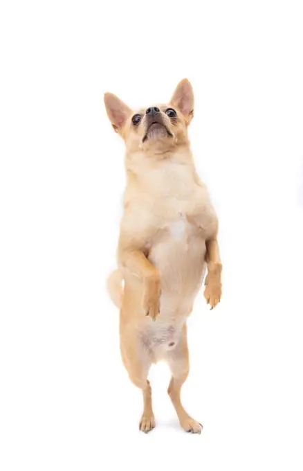 Tan male chihuahua standing on hind legs looking up on white