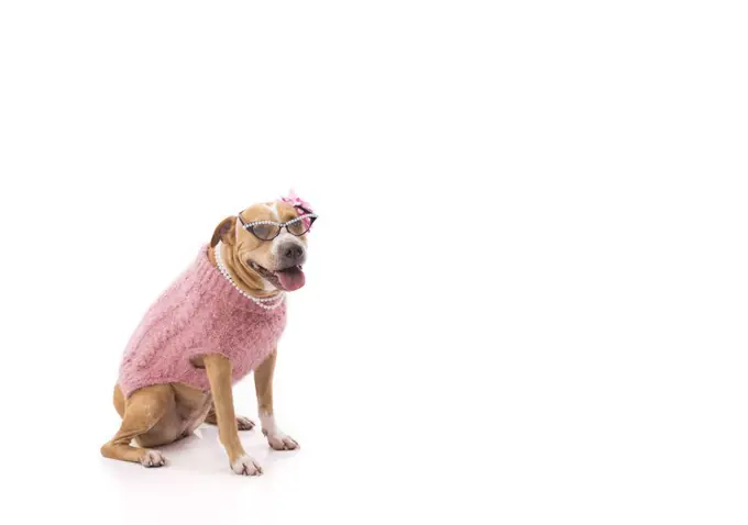 Red pit bull wearing pink sweater pearl glasses on high key backdrop
