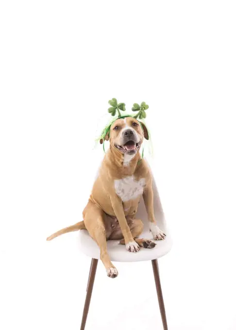 Dog wearing st. Patrickâ€™s day headband, sitting, looking into camera