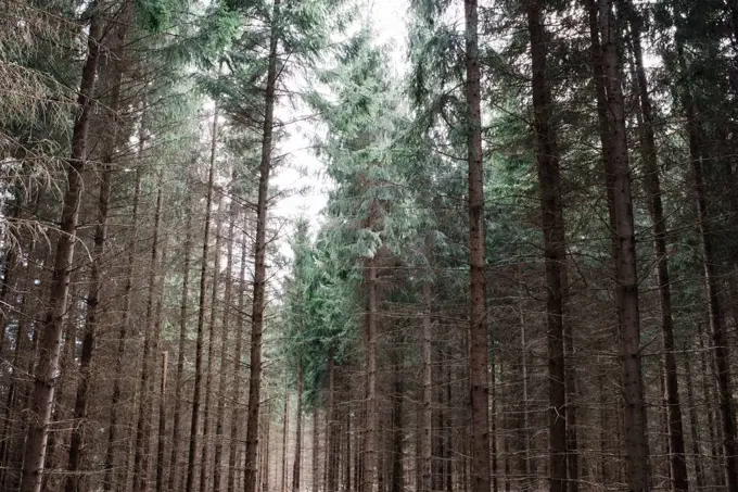 lines of pine trees in a forest in Sweden