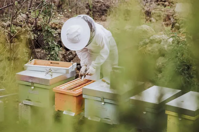 A young woman beekeeper working