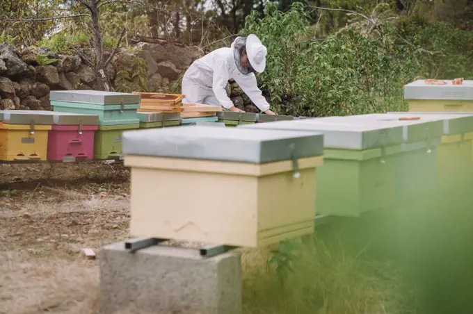 A young woman beekeeper working with bees