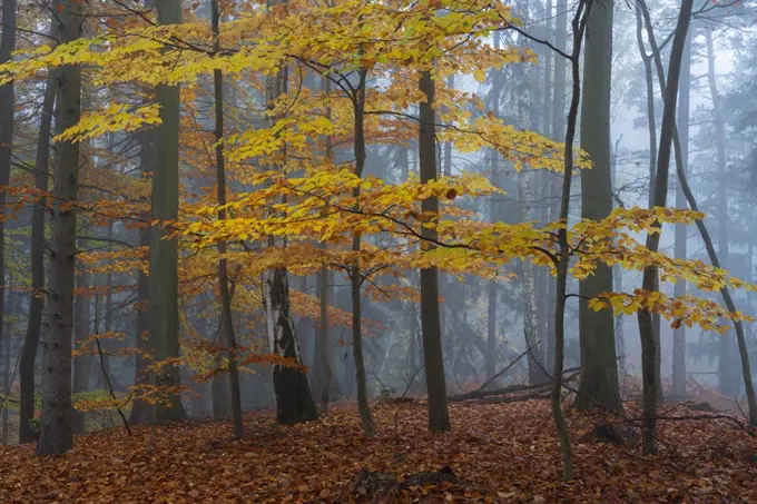 Yellow beech tree in a forest covered with mist in autumn, Hruba Skala, Bohemian Paradise, Semily District, Liberec Region, Bohemian, Czech Republic
