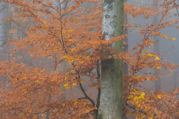 Detail of tree with orange leaves in autumn during misty morning, Hruba Skala, Semily District, Liberec Region, Bohemian Paradise, Bohemia, Czech Republic