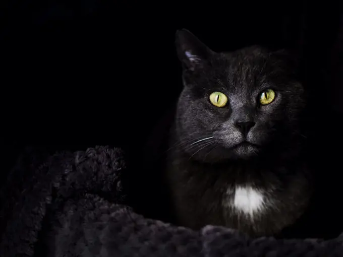 Black cat with green eyes looking at camera