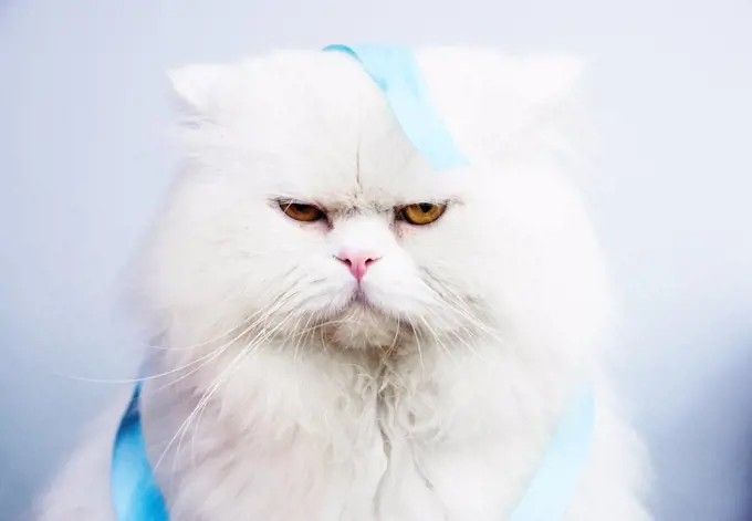 Fluffy white cat with annoyed expression