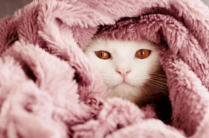 Beautiful white cat wrapped in a blanket