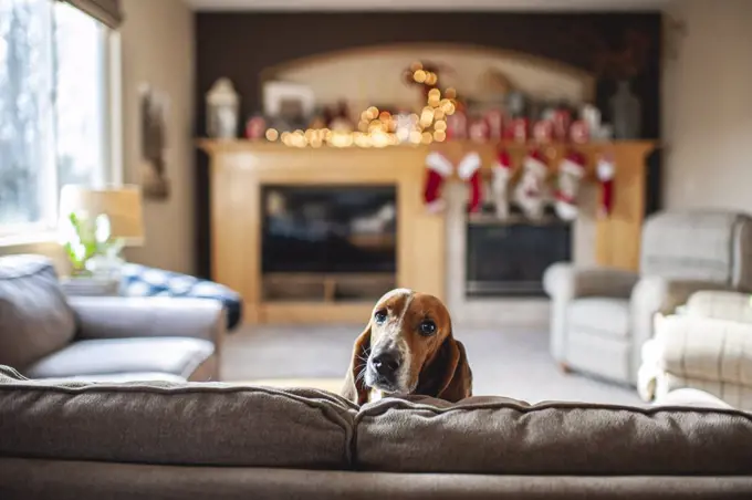 Basset hound dog peeks head over couch in living room at home