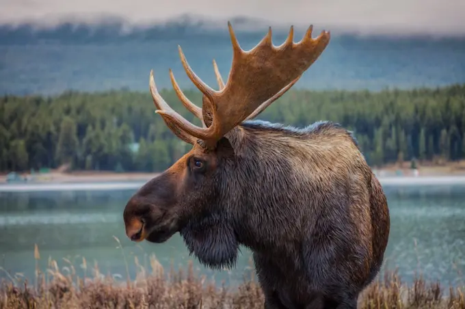 Moose are amazingly beautiful and have a kind of quiet majesty to them
