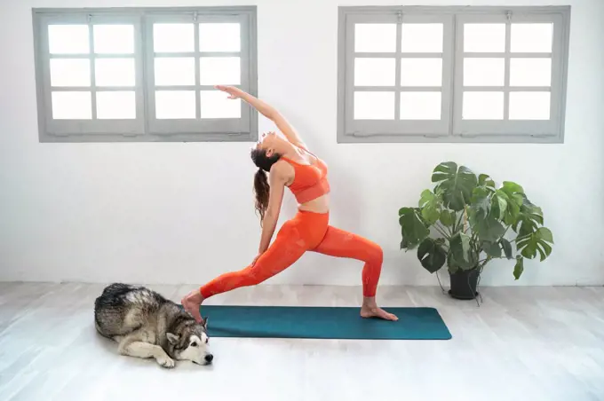 Young beautiful woman practicing yoga with here dog, virabhadrasana