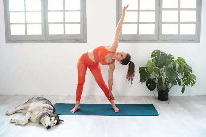 Young beautiful woman practicing yoga with dog, parivrtta trikonasana
