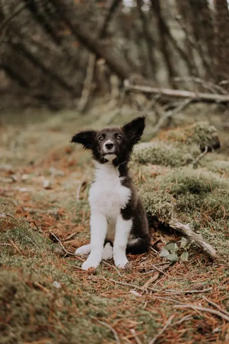 border collie puppy sitting in the forest