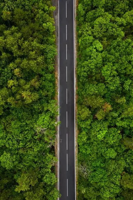 Aerial view of road through the forest